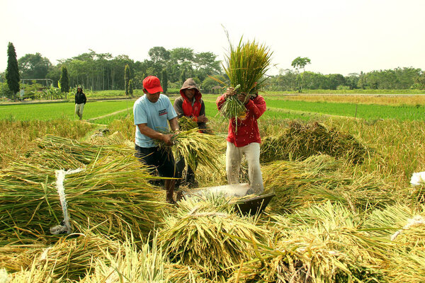 Салатига, Индонезия - 23 июля 2024 года: традиционный урожай риса в Индонезии