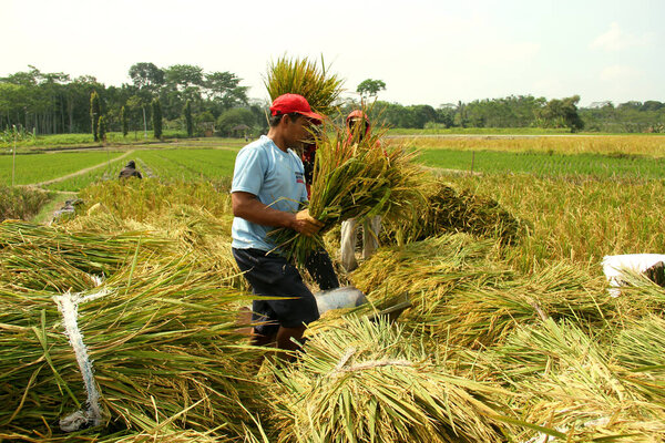 Салатига, Индонезия - 23 июля 2024 года: традиционный урожай риса в Индонезии