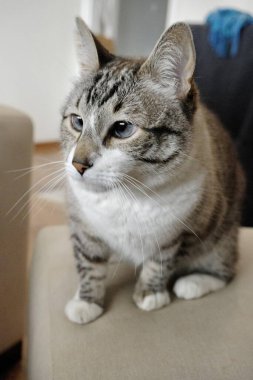 Close-up of a grey and white tabby cat with striking blue eyes, sitting alert in a home environment. Perfect for pet care, animal companionship, and domestic lifestyle themes. clipart