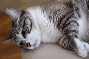 Bej bir kanepede uyuyan gevşemiş gri ve beyaz tekir kedinin yakın çekimi. Hayvan bakımı, hayvan arkadaşlığı ve ev konforu temaları için mükemmel. Kedi güzelliği ve sükuneti gösterir.