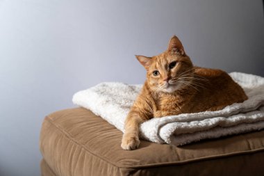 Turuncu bir tekir kedi, beyaz bir battaniyenin üzerinde rahat bir şekilde yatar, sakin ve rahat bir tavır sergilerken yan açıyla yakalanır..