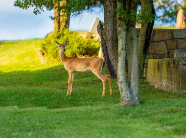 A deer stands by a tree in a sunlit green field, capturing a peaceful and serene moment in nature. clipart