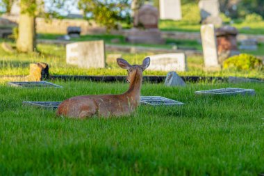 Deer rest in a grassy field surrounded by gravestones, capturing a serene and poignant moment in nature. clipart