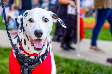 Koşumlu mutlu Dalmaçyalı köpek açık havada eğleniyor.
