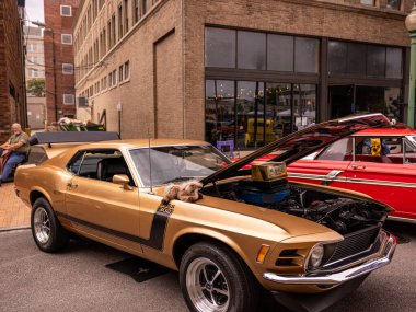 Klasik arabaların, özellikle çarpıcı bir altın Mustang 'in sahne aldığı hareketli bir sokak sahnesine adım atın. Bu kaputu açık göz alıcı Mustang, büyük ihtimalle bir araba fuarında, kusursuz tasarımıyla dikkatleri üzerine çekiyor. Bir kapris ekliyorum.