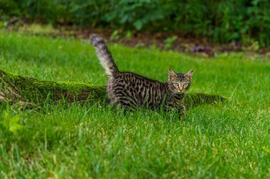 Çimenlerde oynayan çizgili kedi yavrusunun portresi.
