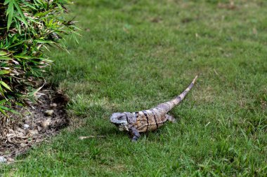 A green iguana lies gracefully in a lush setting, showcasing nature's perfect camouflage. clipart