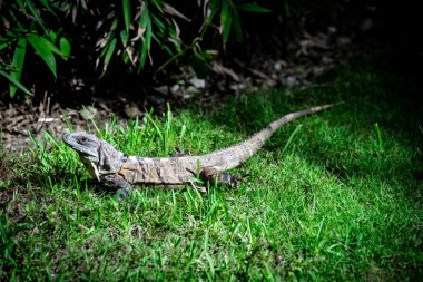 A green iguana lies gracefully in a lush setting, showcasing nature's perfect camouflage. clipart