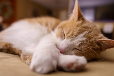 Kızıl kedi yatakta yatıyor.