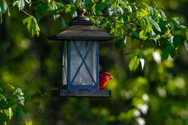 Kuzey Kardinali ağaçta asılı duran bir kuş yemliğinde