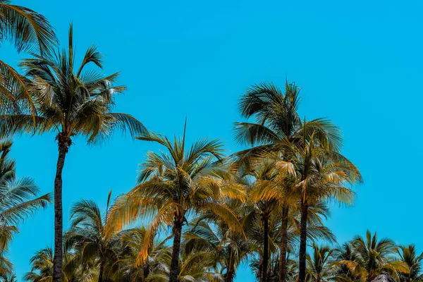 stock image Caribbean Palms along the Gulf Coast in Riviera Maya, Mexico