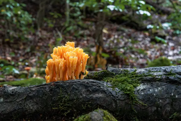 stock image Calocera viscosa is greasy and therefore, in texture, unlike the true coral fungi. It is commonly known as Yellow Stagshorn, although the colour is more often pale orange. A white form also exists, but it is not a common find.