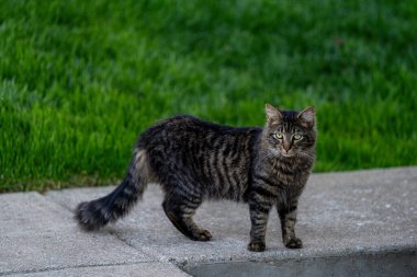 Kaldırımda yeşil çimlerle kaplı şirin gri kedi..