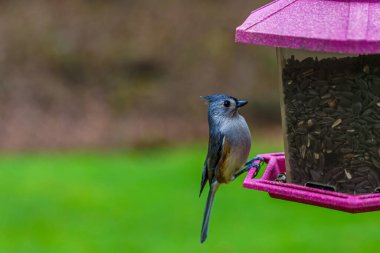 Titmouse kuş yemliğinden bir ısırık alıyor.