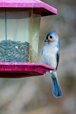 Tufted Titmouse doğudaki yaprak döken ormanlarda yaygındır ve beslenen hayvanları sık sık ziyaret eder.