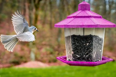 Tufted Titmouse doğudaki yaprak döken ormanlarda yaygındır ve beslenen hayvanları sık sık ziyaret eder.