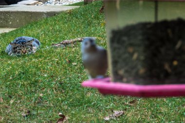 Tufted Titmouse doğudaki yaprak döken ormanlarda yaygındır ve sık sık beslenen bir ziyaretçi avlandığının farkında değildir..