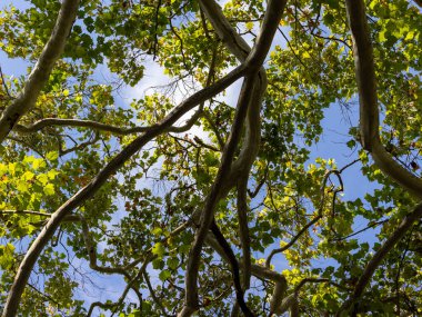 Bereketli yeşil yaprakların arasından süzülen güneş ışığıyla dolu bir ağaç gölgesinin canlı görüntüsü ve berrak mavi bir gökyüzüne karşı örülmüş dallar..