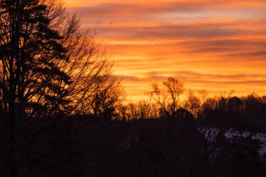 A stunning sunset with vibrant hues of orange and purple, framed by the silhouettes of tall trees against the twilight sky. clipart