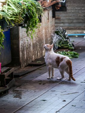 Beyaz ve turuncu bir kedi fayanslı zeminde duruyor, bir ahırdan sarkan yeşil sebzelere bakıyor..