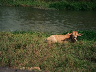 Bir inek, berrak gökyüzünün altında sakin bir nehrin kenarında, kalın çimenlerde dinlenir..