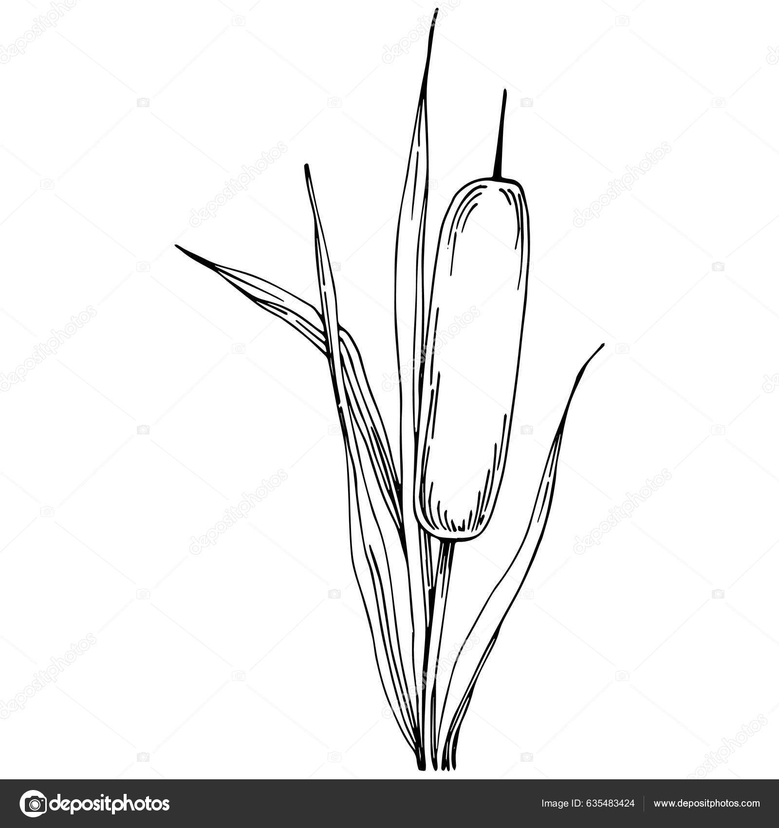 Reeds Floral Decor Vector Illustration White Stock Vector by