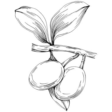 line art floral decor vector illustration on white