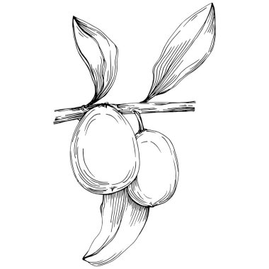 line art floral decor vector illustration on white