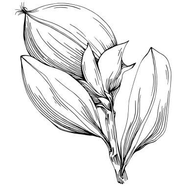 line art floral decor vector illustration on white