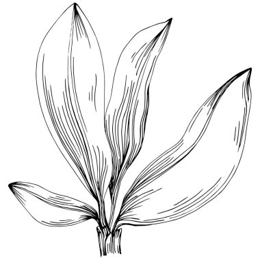 line art floral decor vector illustration on white