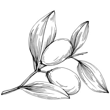 line art floral decor vector illustration on white