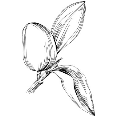 line art floral decor vector illustration on white