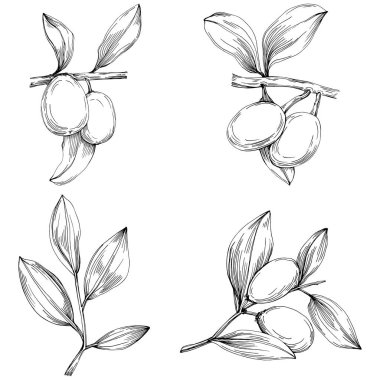 line art floral decor vector illustration on white