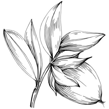 line art floral decor vector illustration on white