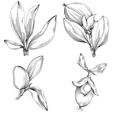 line art floral decor vector illustration on white