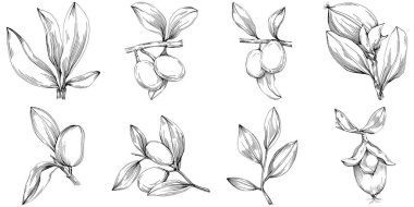 line art floral decor vector illustration on white