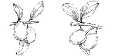 line art floral decor vector illustration on white