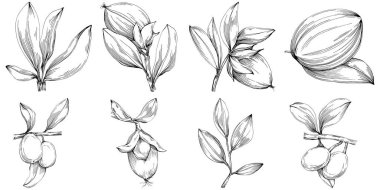 line art floral decor vector illustration on white