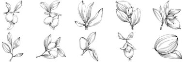 line art floral decor vector illustration on white