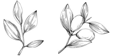 line art floral decor vector illustration on white