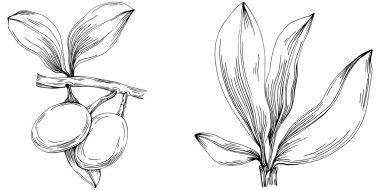 line art floral decor vector illustration on white