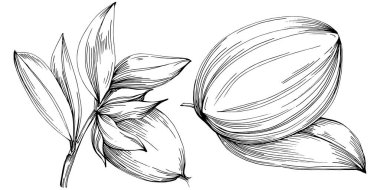line art floral decor vector illustration on white