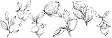 line art floral decor vector illustration on white