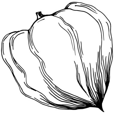 Vector physalis summer. Isolated botanical flower, leaves. Black and white engraved sketch ink art. Leaf plant botanical garden floral foliage. Wildflower drawing leaf illustration element.