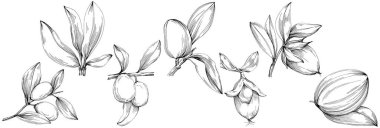 line art floral decor vector illustration on white