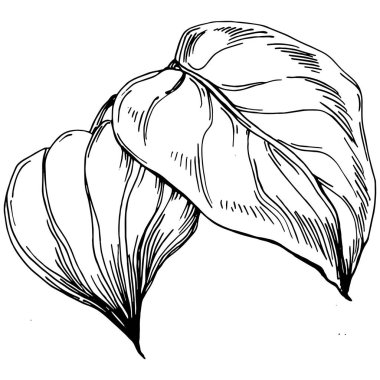 Vector physalis summer. Isolated botanical flower, leaves. Black and white engraved sketch ink art. Leaf plant botanical garden floral foliage. Wildflower drawing leaf illustration element.