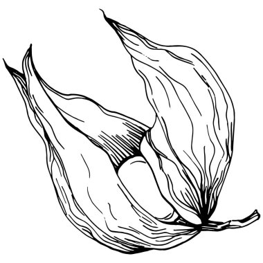 Vector physalis summer. Isolated botanical flower, leaves. Black and white engraved sketch ink art. Leaf plant botanical garden floral foliage. Wildflower drawing leaf illustration element.