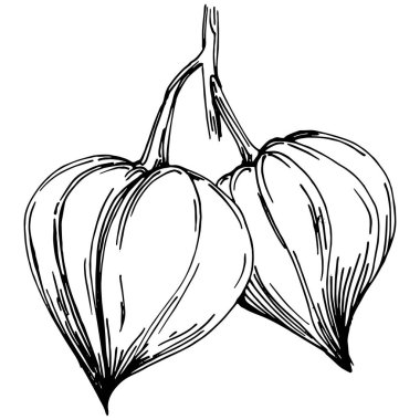 Vector physalis summer. Isolated botanical flower, leaves. Black and white engraved sketch ink art. Leaf plant botanical garden floral foliage. Wildflower drawing leaf illustration element.