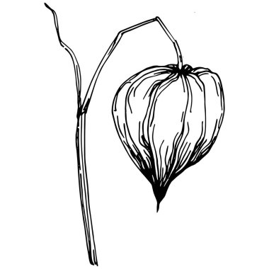Vector physalis summer. Isolated botanical flower, leaves. Black and white engraved sketch ink art. Leaf plant botanical garden floral foliage. Wildflower drawing leaf illustration element.