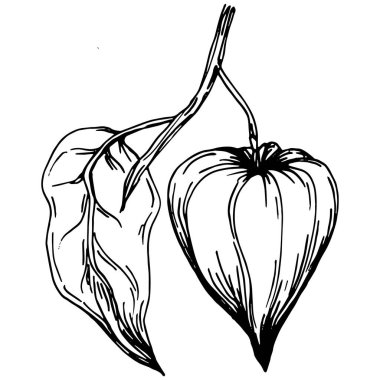 Vector physalis summer. Isolated botanical flower, leaves. Black and white engraved sketch ink art. Leaf plant botanical garden floral foliage. Wildflower drawing leaf illustration element.